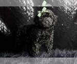 Small #4 Poodle (Miniature)
