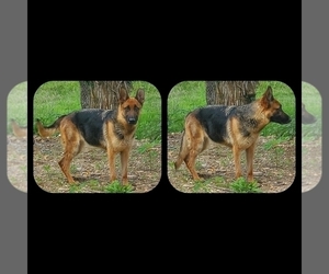 German Shepherd Dog Puppy for Sale in VERSAILLES, Missouri USA