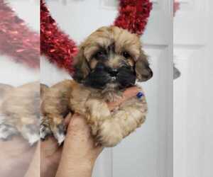 ShihPoo Puppy for sale in SEBRING, FL, USA