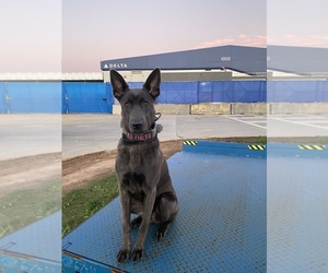 - Mix Puppy for sale in HASTINGS, MN, USA