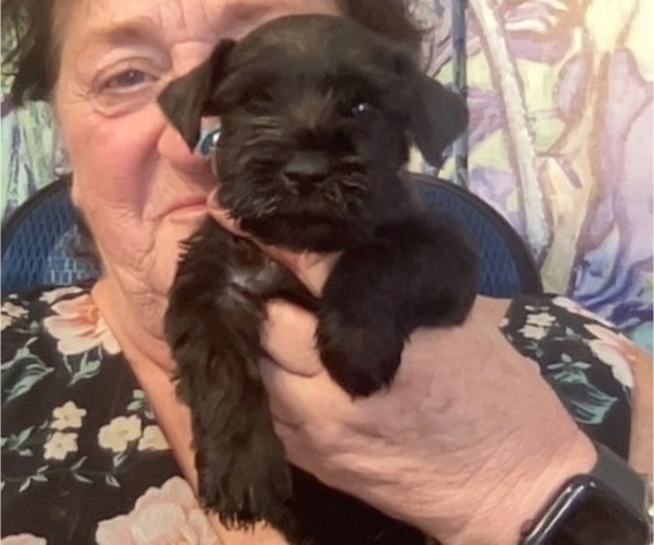 Medium Photo #1 Schnauzer (Miniature) Puppy For Sale in MERCED, CA, USA