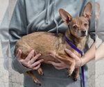Small #1 Chiweenie