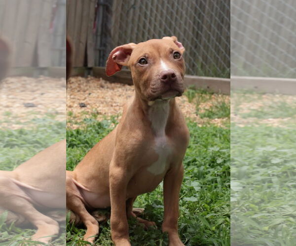 Medium Photo #20 Mutt Puppy For Sale in Philadelphia, PA, USA