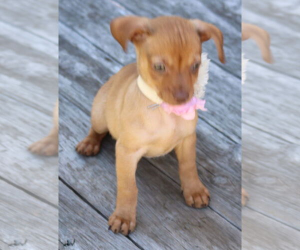 Medium Photo #4 Chug Puppy For Sale in Bandera, TX, USA