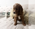 Small Photo #4 Goldendoodle Puppy For Sale in MIAMI LAKES, FL, USA