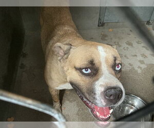 Mutt Dogs for adoption in San Bernardino, CA, USA