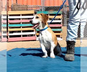 Sofee-ADOPTED 7/26 - Female Beagle Dog for Adoption - Photo #9
