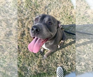 Dixie - Female American Pit Bull Terrier Dog for Adoption - Photo #2