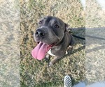 Small #1 American Pit Bull Terrier