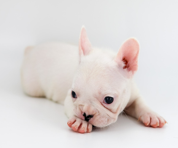 Medium Photo #6 French Bulldog Puppy For Sale in ORLANDO, FL, USA