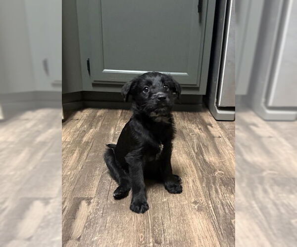 Medium Photo #2 Poodle (Standard)-Unknown Mix Puppy For Sale in Plainfield, IL, USA