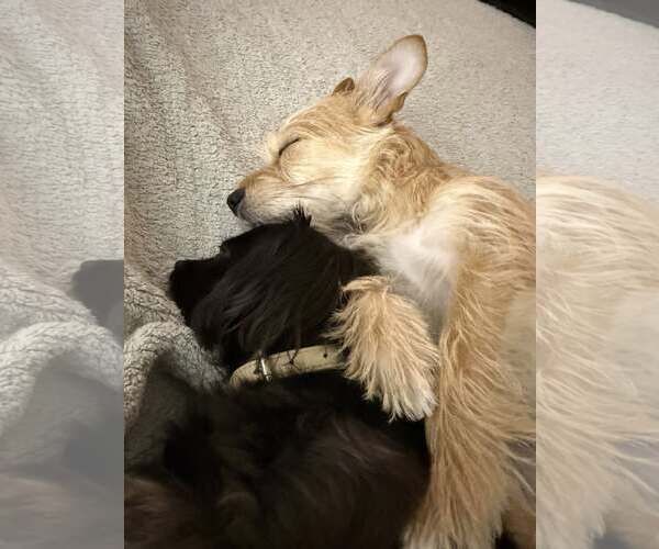 Medium Photo #2 Mutt Puppy For Sale in Katy, TX, USA