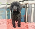 Puppy 3 Poodle (Standard)
