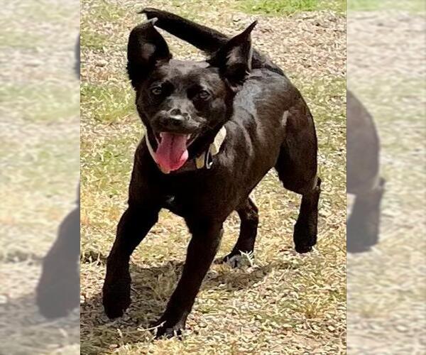 Medium Photo #1 German Shepherd Dog-Unknown Mix Puppy For Sale in Augusta, GA, USA