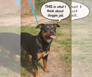 Rottweiler-Unknown Mix Dogs for adoption in Talladega, AL, USA