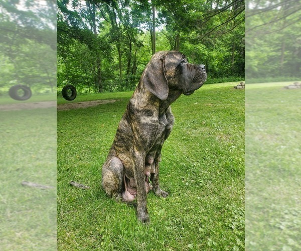 Medium Photo #1 English Bulldog-Mastiff Mix Puppy For Sale in WARSAW, IN, USA