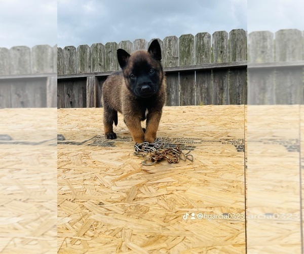 Medium Photo #1 Belgian Malinois Puppy For Sale in GARDENA, CA, USA