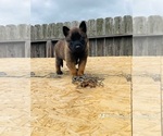 Small Photo #1 Belgian Malinois Puppy For Sale in GARDENA, CA, USA