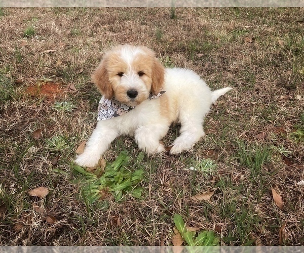 Medium Photo #10 Goldendoodle Puppy For Sale in CHESNEE, SC, USA