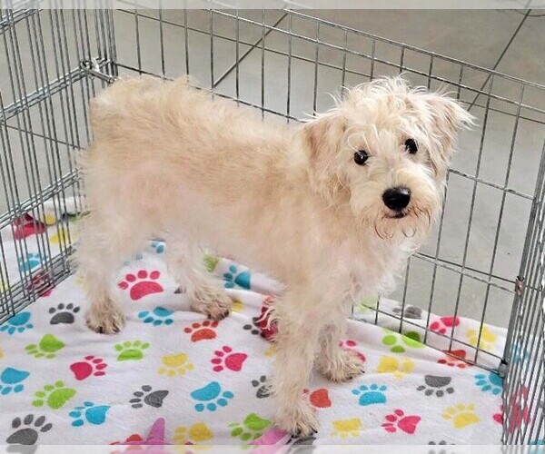 Medium Photo #8 Schnoodle (Miniature) Puppy For Sale in ORO VALLEY, AZ, USA