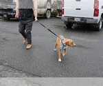 Small Photo #27 Labrador Retriever-Unknown Mix Puppy For Sale in Sebec, ME, USA