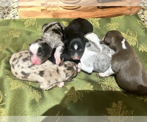 Australian Shepherd Litter for sale in BUSH, LA, USA