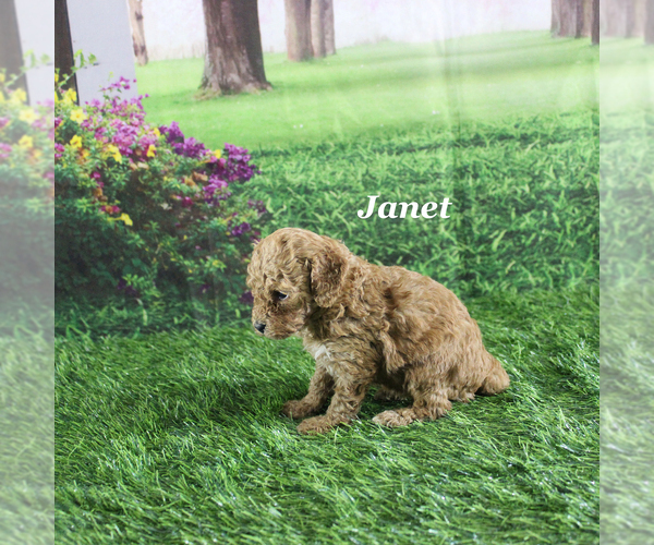 Medium Photo #6 Poodle (Toy) Puppy For Sale in CHANUTE, KS, USA