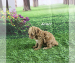 Small #5 Poodle (Toy)