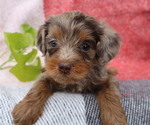 Small Photo #14 Cavapoo Puppy For Sale in THORP, WI, USA