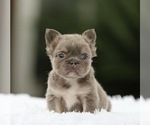 Small #5 French Bulldog