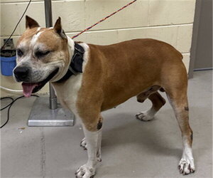 Mutt Dogs for adoption in Sanford, FL, USA