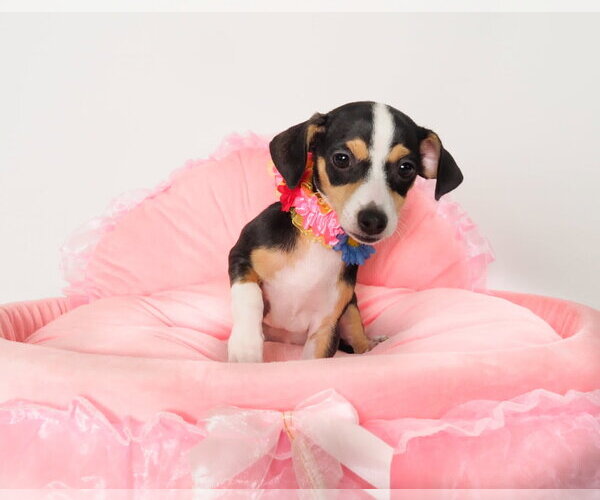 Medium Photo #2 Chihuahua-Unknown Mix Puppy For Sale in Phoenix, AZ, USA