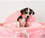 Small #1 Chihuahua Mix