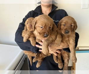 Golden Retriever Puppy for sale in CHULA VISTA, CA, USA