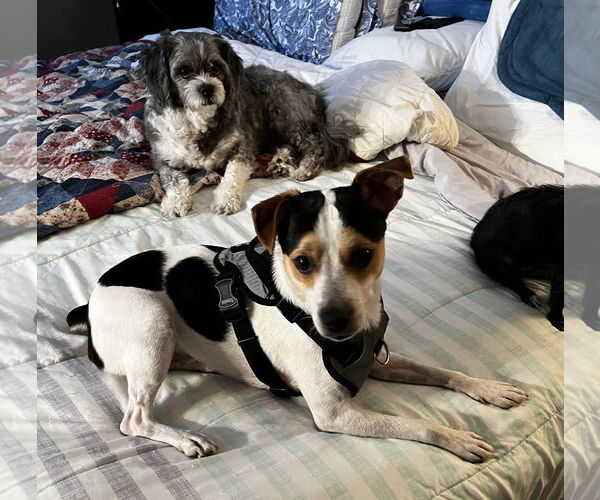 Medium Photo #3 Parson Russell Terrier Puppy For Sale in Davie, FL, USA