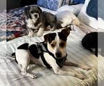 Small #2 Parson Russell Terrier