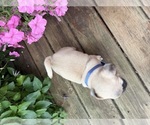 Small #12 Pug