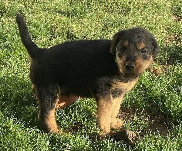 Medium Photo #4 Airedale Terrier Puppy For Sale in SIERRA VISTA, AZ, USA