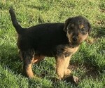 Litter of 5 - Male(s) and Female(s) Airedale TerrierLitter of Puppies for Sale - Photo #4