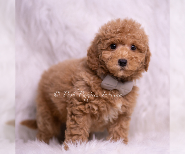 Medium Photo #78 Goldendoodle (Miniature) Puppy For Sale in WARSAW, IN, USA