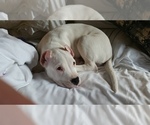 Small Photo #3 Dogo Argentino Puppy For Sale in STAFFORD, VA, USA