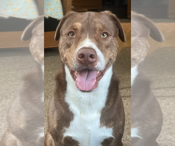 Medium Photo #1 Mutt Puppy For Sale in Decatur, GA, USA