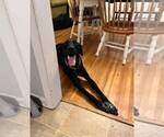 Small Doberman Pinscher-Great Pyrenees Mix