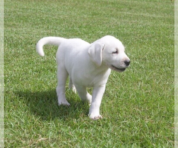 Medium Photo #9 Labrador Retriever Puppy For Sale in HAMPSTEAD, NC, USA