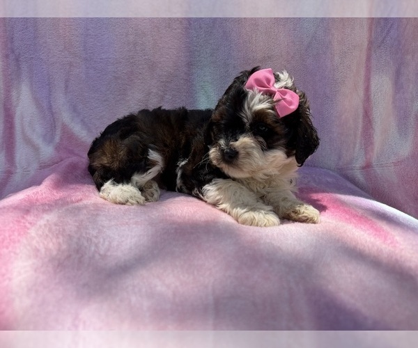 Medium Photo #7 Cockapoo (Miniature) Puppy For Sale in LAKELAND, FL, USA