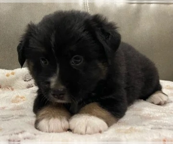 Medium Photo #2 Miniature Australian Shepherd Puppy For Sale in TERRELL, TX, USA