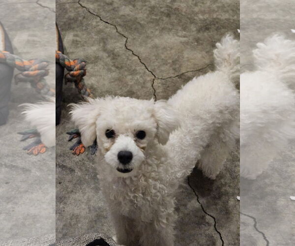 Medium Photo #4 Bichon Frise Puppy For Sale in Agoura Hills, CA, USA