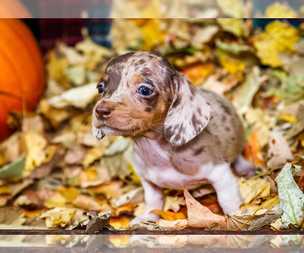 Medium Photo #1 Dachshund Puppy For Sale in WAKARUSA, IN, USA