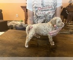 Small Photo #4 Miniature Labradoodle Puppy For Sale in MARICOPA, AZ, USA
