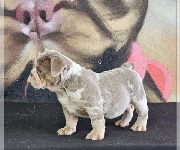 Medium Photo #10 English Bulldog Puppy For Sale in NASHVILLE, TN, USA